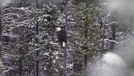 bald eagle perched on the tree in winter forest in mcintyre creek, whitehorse, canada - static shot