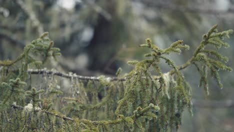 un primer plano de los pinos jóvenes