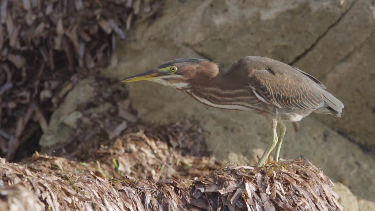 pequeño pájaro garza verde sobre algas y rocas alimentándose de insectos en cámara lenta