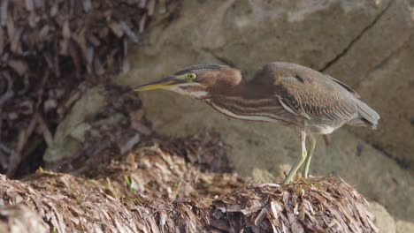 little green heron bird on seaweed and rocks feeding on insects in slow motion