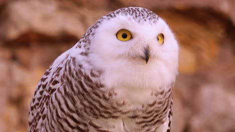 snowy owl (bubo scandiacus) is a large, white owl of the true owl family.it is sometimes also referred to, more infrequently, as the polar owl, white owl and the arctic owl.