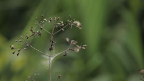 close up of cyanthillium cinereum swaying in wind