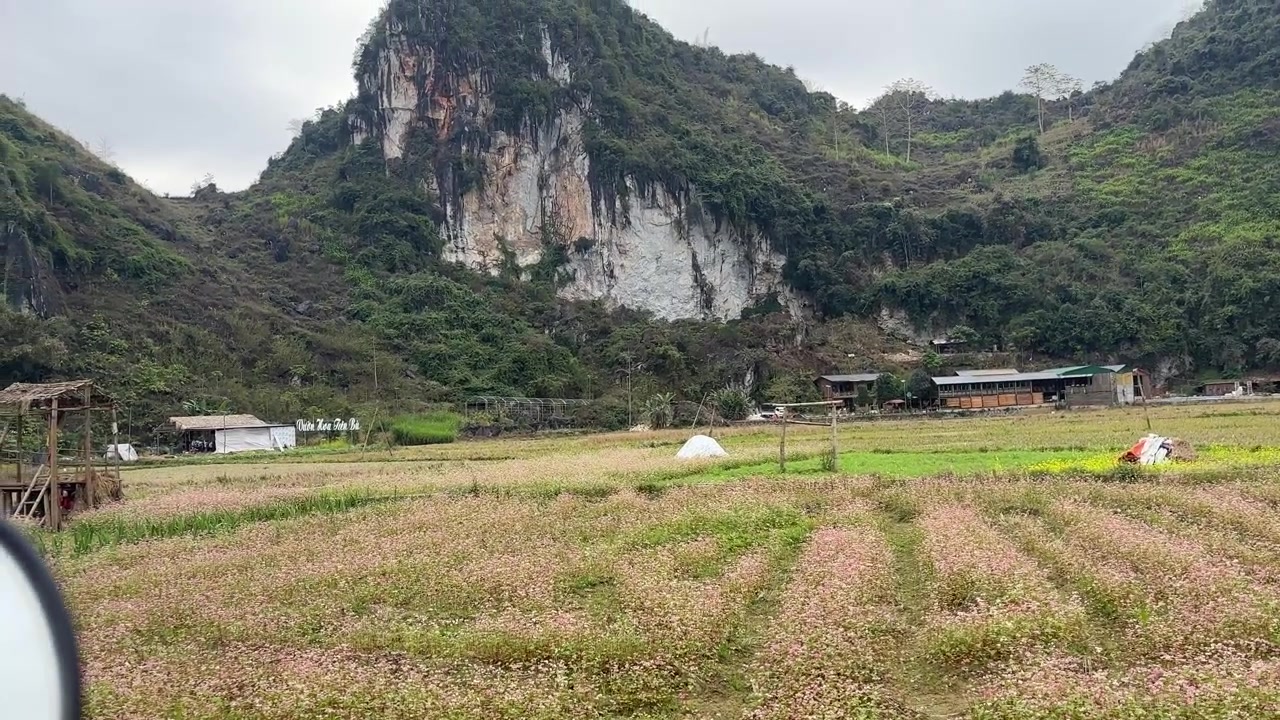 Cảnh rộng cánh đồng hoa tam giác mạch hồng ở Du Già Hà Giang Việt Nam với ngôi làng nhỏ vùng nông thôn và vách đá vôi sừng sững dưới bầu trời núi nhiều mây.