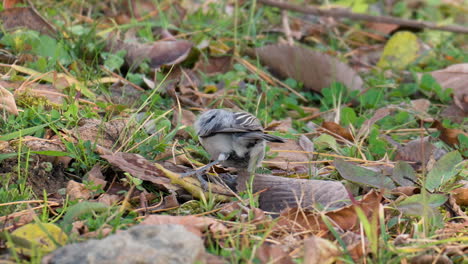 teta japonesa hambrienta buscando comida en el suelo en el parque de otoño, saltando sobre hojas caídas y mirando alrededor