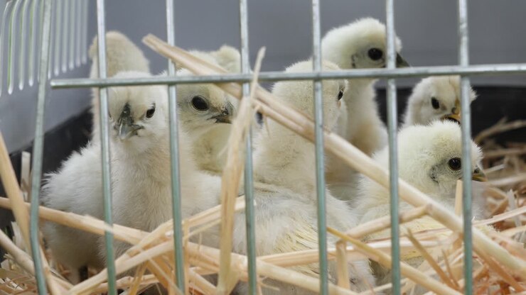 Baby Silkie Chicken Chicks in Farm Animal Cage with Hay- Static View
