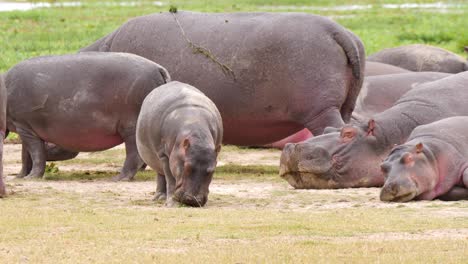 a big group of hippos found resting as well as grazing on the bank of a river in the green banks