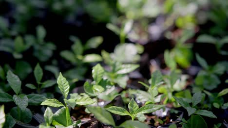specialty and exotic coffee seedling from outside a greenhouse under a sun bath.