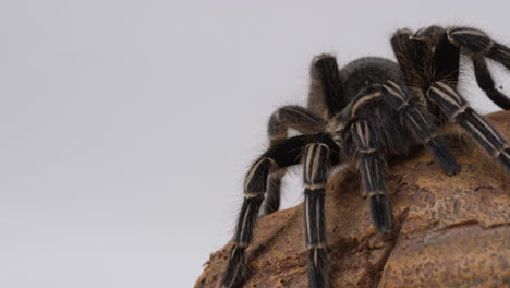 salmon pink bird eater tarantula - panning shot from white - hero frame