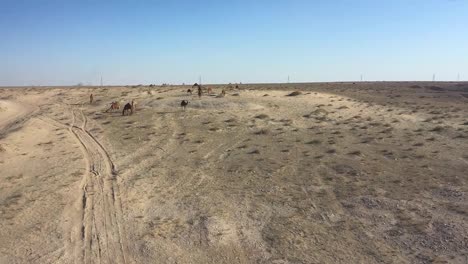 algunos camellos en el desierto cerca del mar camellos desierto y mar