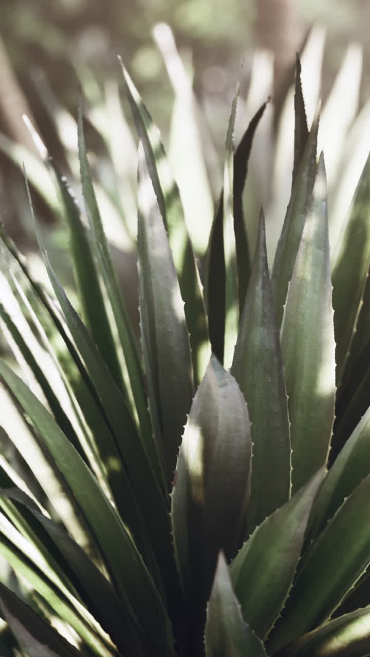 primer plano de una planta de agave