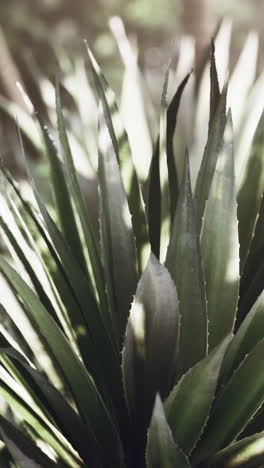 close-up of an agave plant