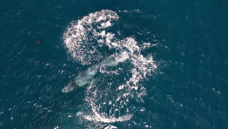 baby humpback whale learning to breach