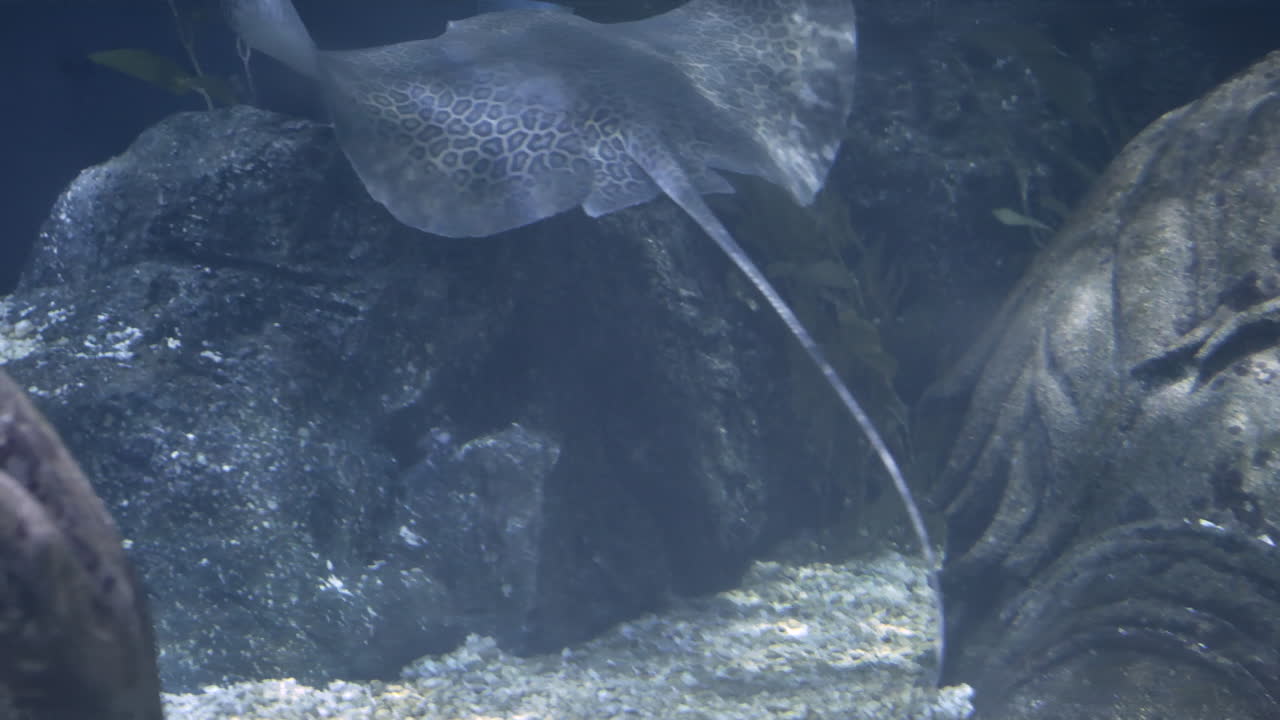 바닥 근처에서 우아하게 헤엄치는 긴 꼬리와 수족관 탱크 내부의 바위가 있는 표범 채찍가오리