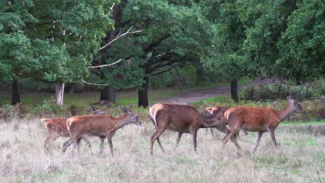 Adorable-Manada-De-Ciervos-Camina-En-Un-Prado-De-Hierba-Cerca-De-La-Ruta-De-Senderismo-Del-Bosque