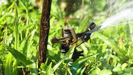 a focused view of a sprinkler system watering dense green plants with precision and efficiency.