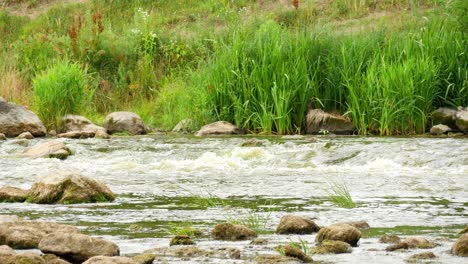 landscape of the river with stones and plants 4k