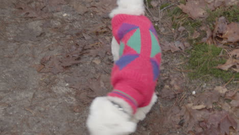 dog in colorful winter clothing sniffing around on forest ground