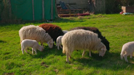 flock of sheep and lamb grazing on green pasture