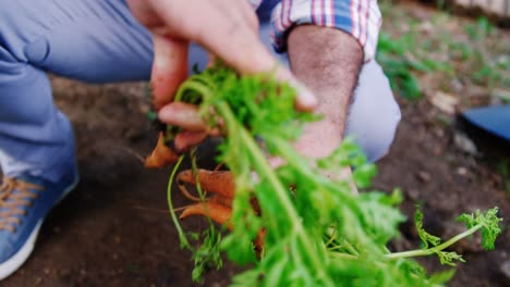 hombre cultivando una zanahoria en la casa del jardín