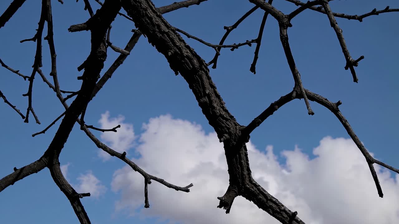 Low-angle video shot of bare tree branches against a bright blue sky with fluffy clouds