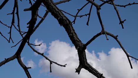 low-angle video shot of bare tree branches against a bright blue sky with fluffy clouds