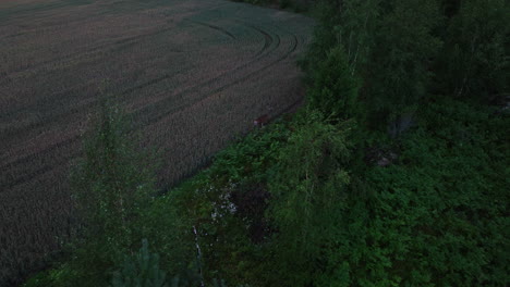 Aerial-view-following-deer-walking-on-the-line-between-forest-and-farmlands