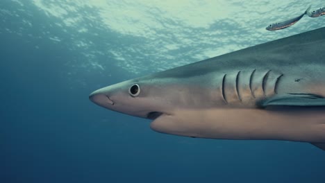 Close-Up-of-a-large-Blue-Shark-swimming-through-the-water-with-light-rays-in-the-background