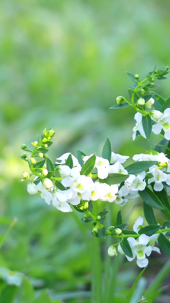 푸른 공원 에 꽃 이 피고 있는  잎 의 안젤론 꽃