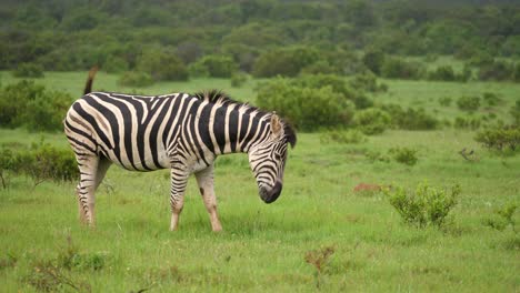 pestered by flies, lone zebra eats lush green grass on african savanna