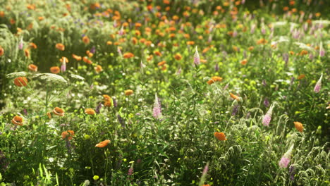 vibrant wildflower field showcasing blooming orange and purple blossoms