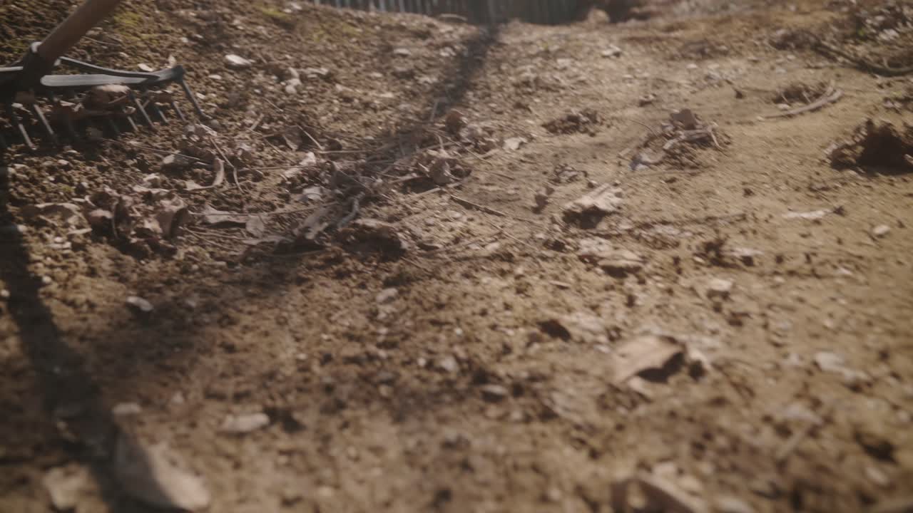 A close-up of a rake tilling dry soil with leaves on a sunny day for gardening or farming work