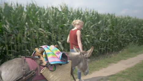 a young blonde female walking a donkey on a dirt track alongside a corn field