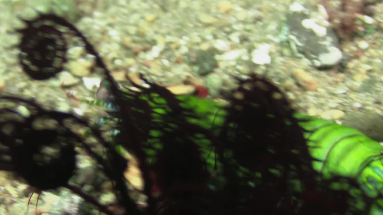 수컷 공작 사마귀 새우는 은신처를 떠나 패들 모양의 플랩을 사용하여 모래 바닥 위로 이동하고 클로즈업 샷