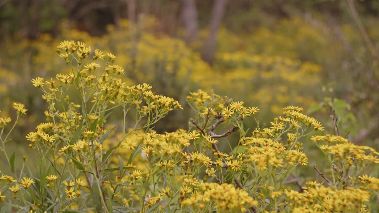 A close-up shot of yellow daisy flowers swaying in the brief breeze that hits them on a cloudy and cold day