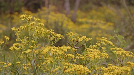 a close-up shot of yellow daisy flowers swaying in the brief breeze that hits them on a cloudy and cold day