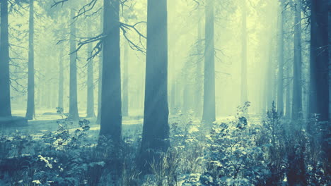 Mystischer-Winterwald-Mit-Schnee-Und-Sonnenstrahlen,-Die-Durch-Bäume-Fallen