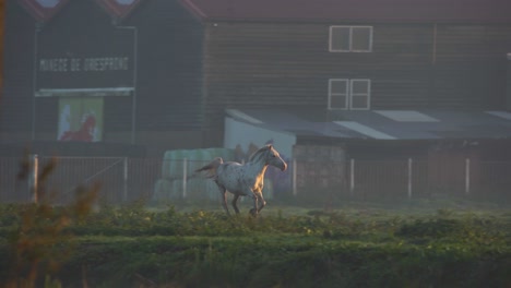 horse running in a misty sunrise farm
