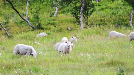 Familia-De-Ovejas-Comiendo-Pasto-En-Noruega-Durante-La-Luz-Del-Sol