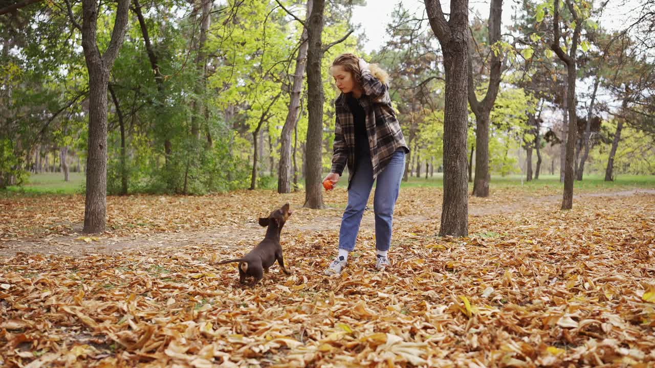 mujer jugando una pelota con su perro de pelo corto marrón, parque con hojas de otoño