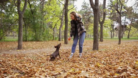 Mujer-Jugando-Una-Pelota-Con-Su-Perro-Salchicha-Marrón-De-Pelo-Corto,-Parque-Con-Hojas-De-Otoño