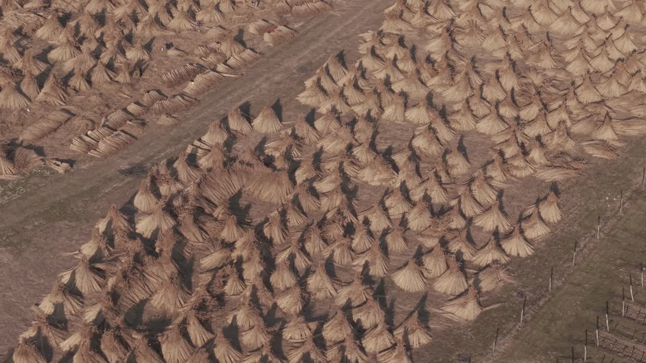 Vista aerea con drone di numerosi covoni di fieno disposti in file ordinate attraverso un campo agricolo rurale. Il fieno essiccato forma sagome coniche che proiettano lunghe ombre sui terreni agricoli.
