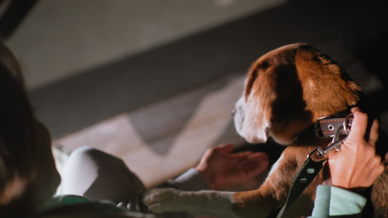 Back view of german shepherd being fed by canine specialist under soft night light, showing emotional bond and trust as handler gently holds collar and interacts warmly with dog on outdoor platform