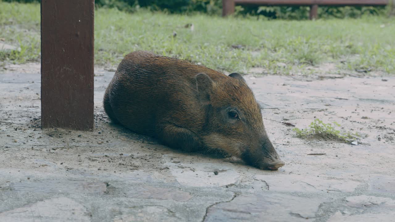 Young Wild Boar Resting on the Ground