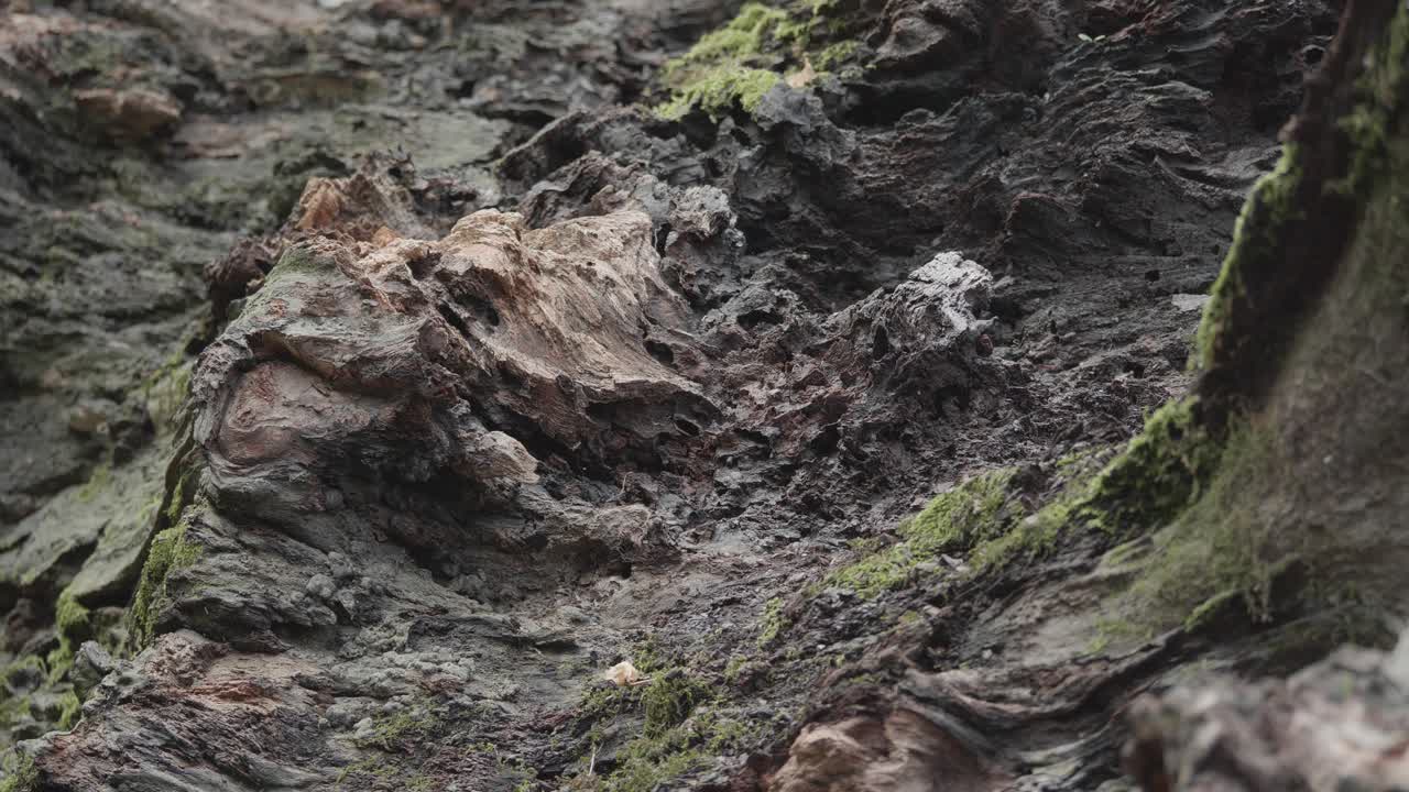 superficie de árbol caído con musgo, wissahickon