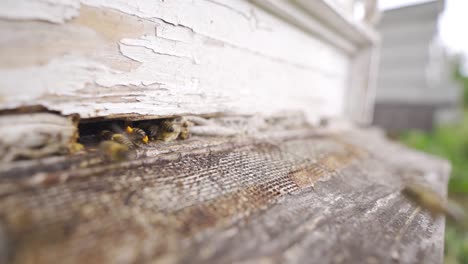 abejas de miel en primer plano en cámara lenta.
