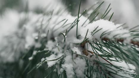 Nahaufnahme-Eines-Zweiges-Mit-Schnee-Im-Wald