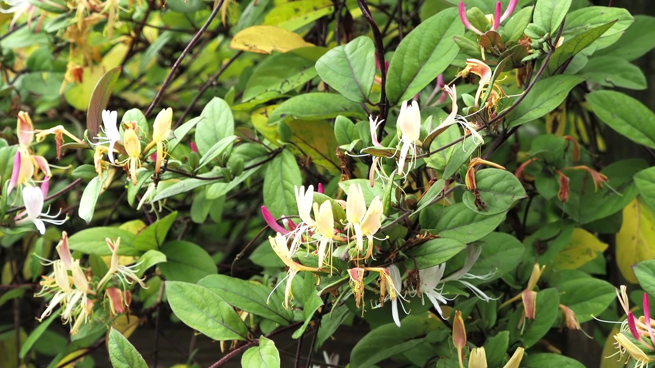 Caprifoglio in piena fioritura, incorniciato da foglie verdi fresche.