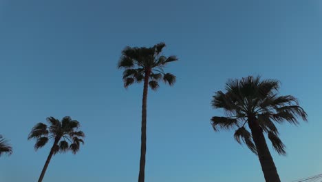 Palmera,-Cielo-Azul-Claro,-Planta-Exótica-Con-Flores,-Las-Arecáceas-En-España