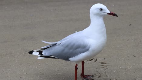 a seagull walks on sand with occasional glances around.