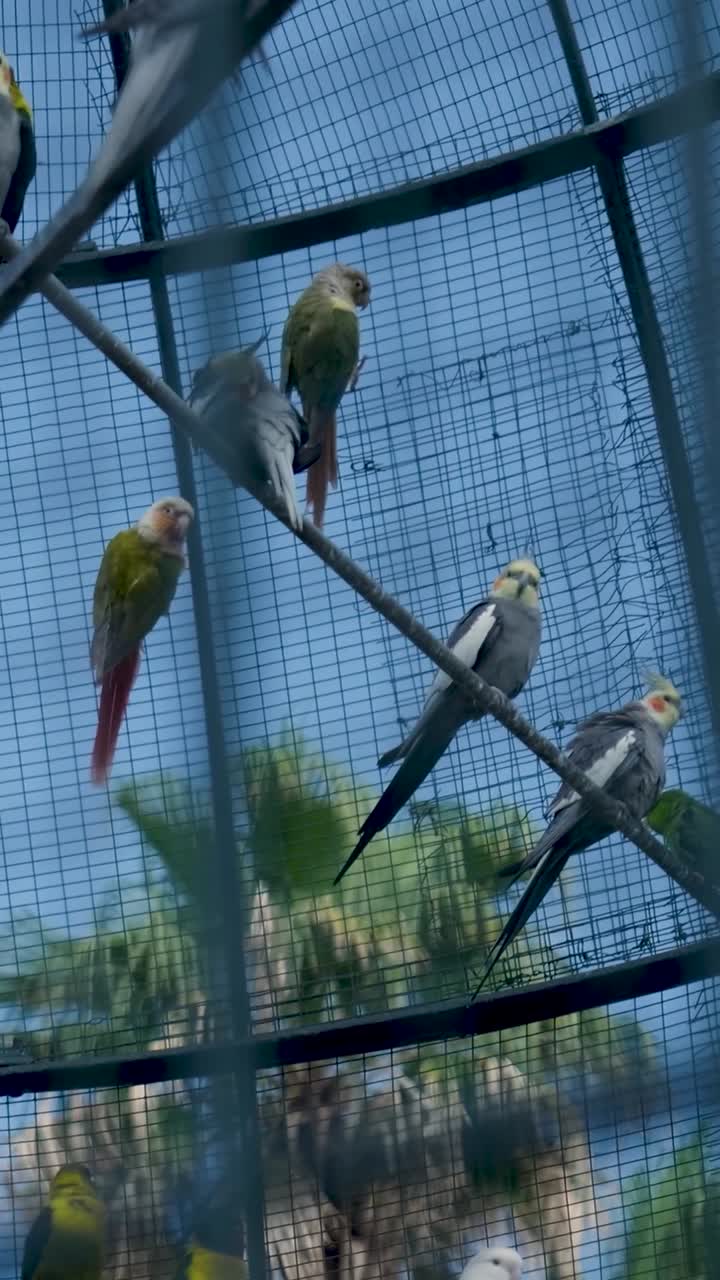 loros en una jaula